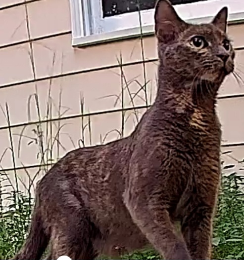 Pepper